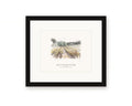 Framed watercolor print of the vineyard rows on Jack London's Beauty Ranch in Glen Ellen, with an open aisle between the vines, with a white mat in a black frame