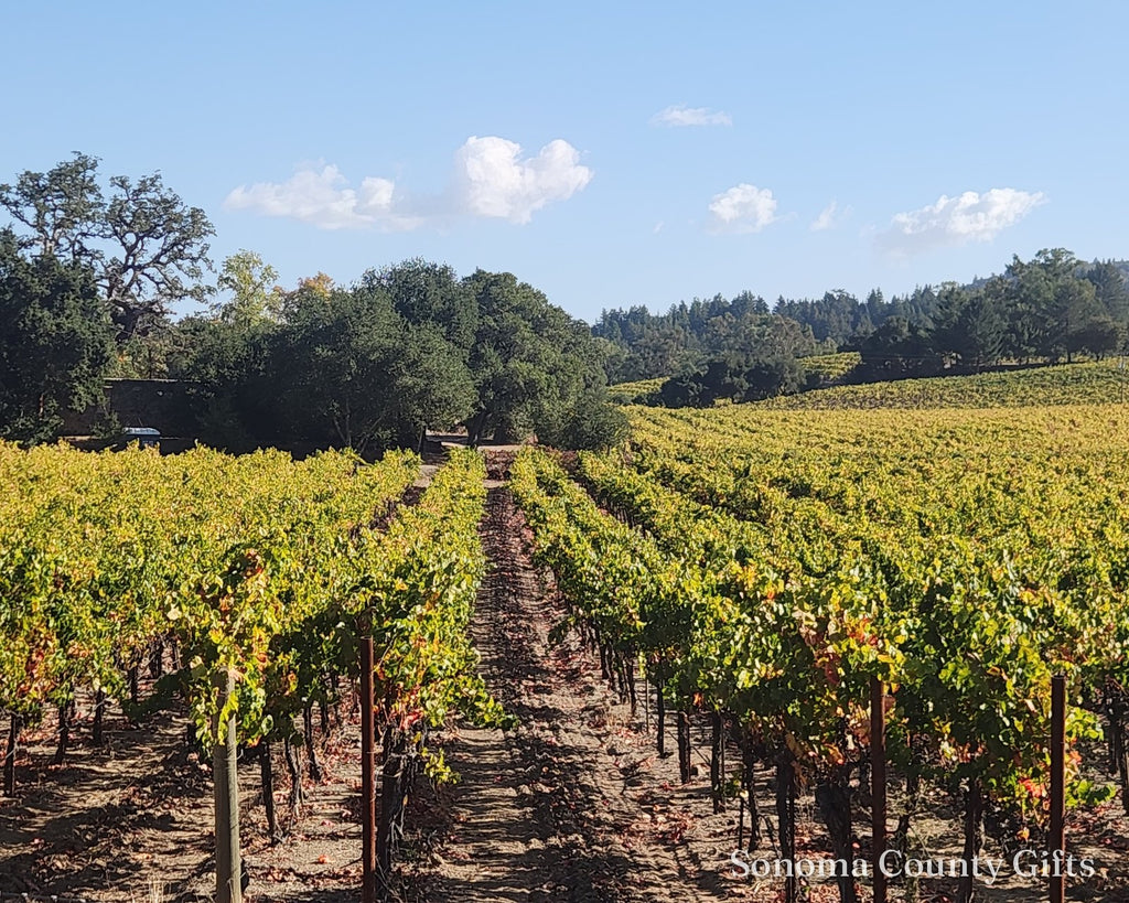 The photograph of Beauty Ranch Vineyard in Glen Ellen that the print was made from, taken on location