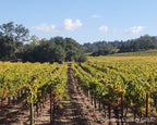 The photograph of Beauty Ranch Vineyard in Glen Ellen that the print was made from, taken on location