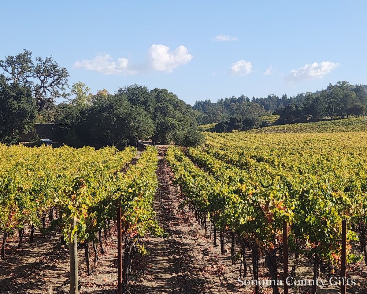 The photograph of Beauty Ranch Vineyard in Glen Ellen that the print was made from, taken on location