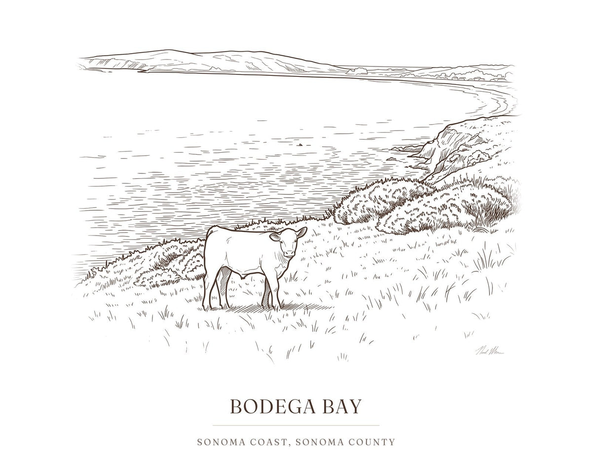 Ink drawing print of a young calf on a pasture above Bodega Bay, Sonoma County, in brown ink with the place name below