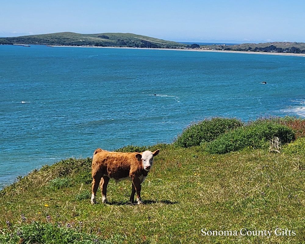 The photograph of a young calf on a pasture above Bodega Bay that the drawing was made from, taken on location