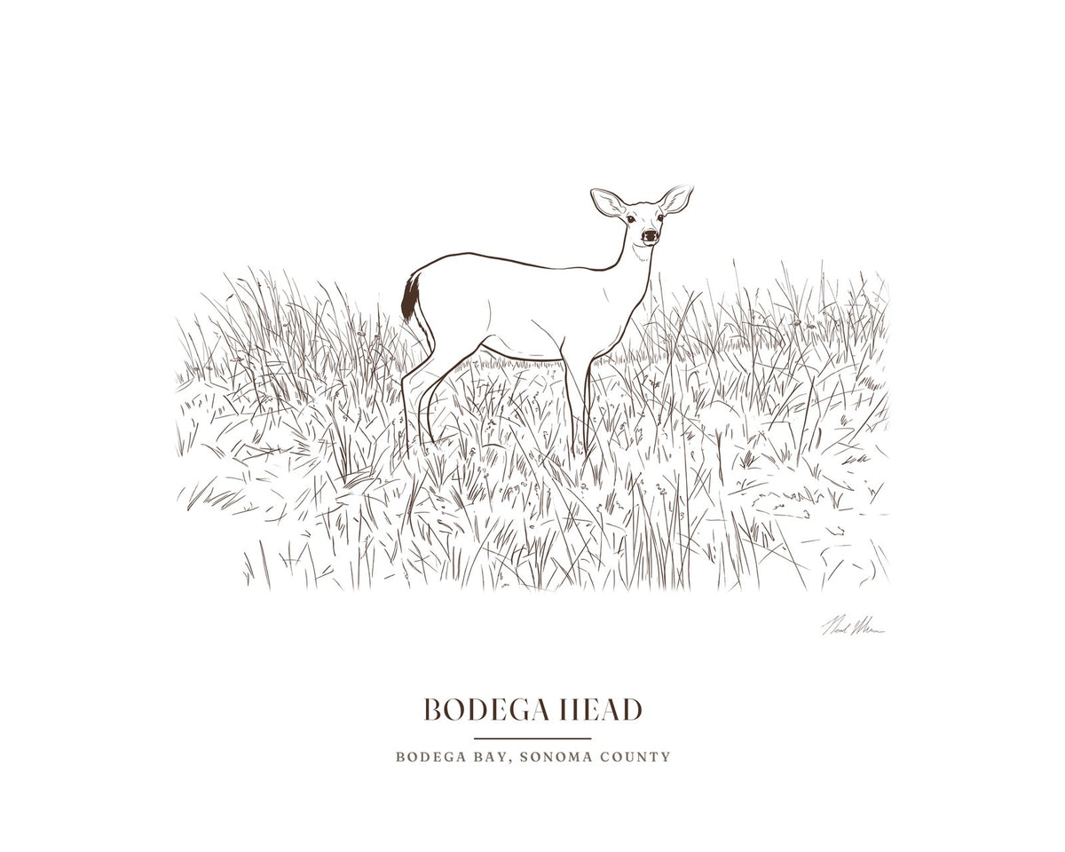 Ink drawing print of a black-tailed deer on Bodega Head, signed, with the place name below