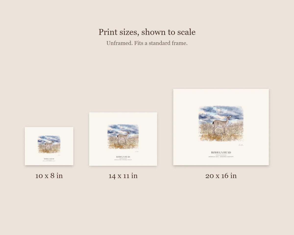 Size guide comparing the 10 x 8, 14 x 11 and 20 x 16 prints of a black-tailed deer on Bodega Head to scale