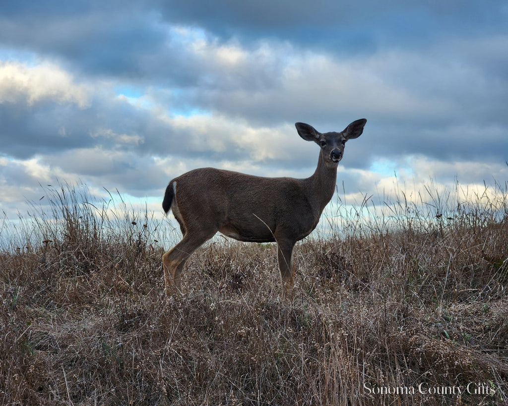 The photograph of a black-tailed deer on Bodega Head taken on location