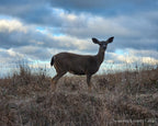 The photograph of a black-tailed deer on Bodega Head taken on location