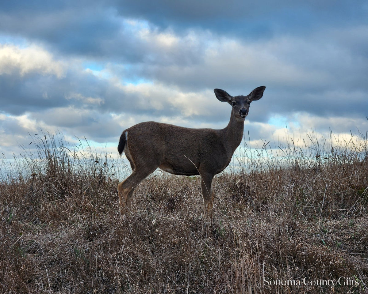 The photograph of a black-tailed deer on Bodega Head taken on location