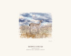 Watercolor print of a black-tailed deer on Bodega Head, signed, with the place name below