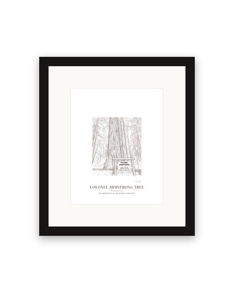Framed ink drawing print of the Colonel Armstrong redwood in Guerneville, with a white mat in a black frame