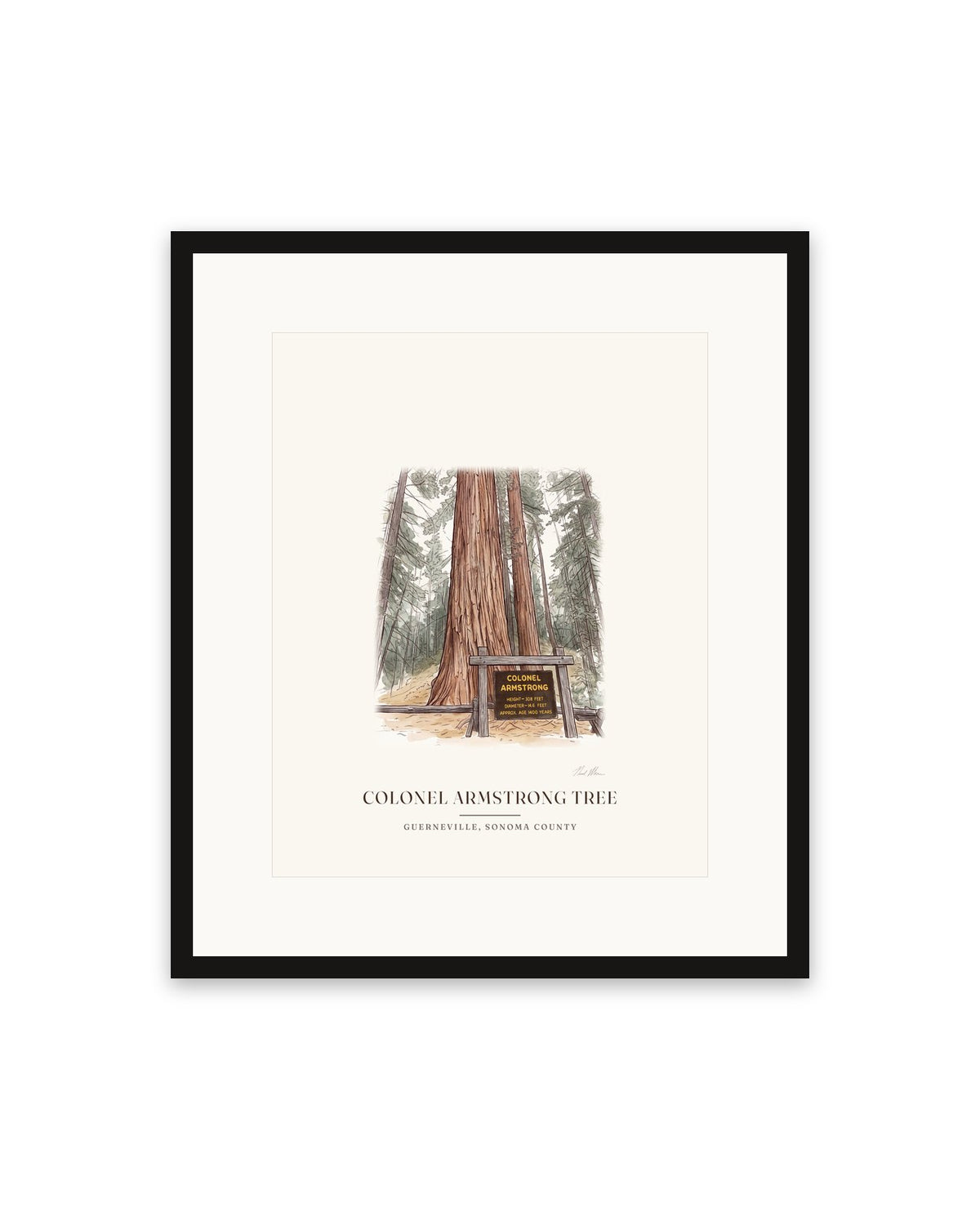 Watercolor print of the Colonel Armstrong redwood in Guerneville, 16 x 20 in, in a black frame with a wide white mat