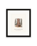 Framed watercolor print of the Colonel Armstrong redwood in Guerneville, with a white mat in a black frame