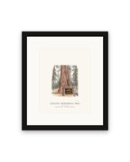 Framed watercolor print of the Colonel Armstrong redwood in Guerneville, with a white mat in a black frame