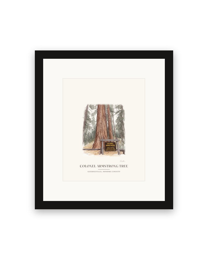 Framed watercolor print of the Colonel Armstrong redwood in Guerneville, with a white mat in a black frame