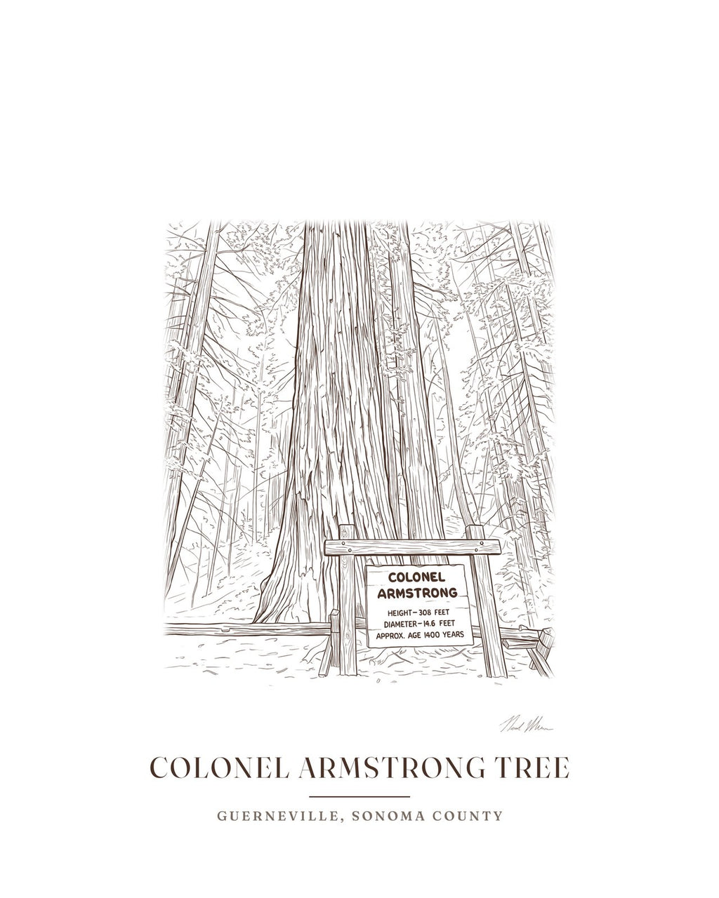 Ink drawing print of the Colonel Armstrong redwood in Guerneville, signed, with the place name below
