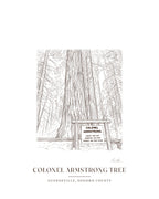 Ink drawing print of the Colonel Armstrong redwood in Guerneville, signed, with the place name below