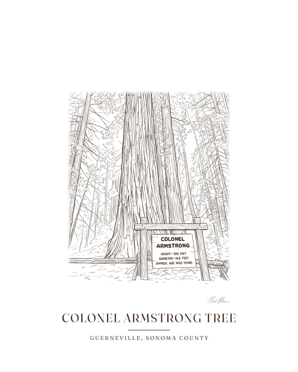 Ink drawing print of the Colonel Armstrong redwood in Guerneville, signed, with the place name below