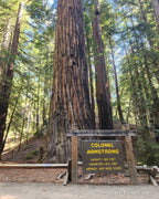 The photograph of the Colonel Armstrong redwood in Guerneville taken on location