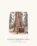 Watercolor print of the Colonel Armstrong redwood in Guerneville, signed, with the place name below
