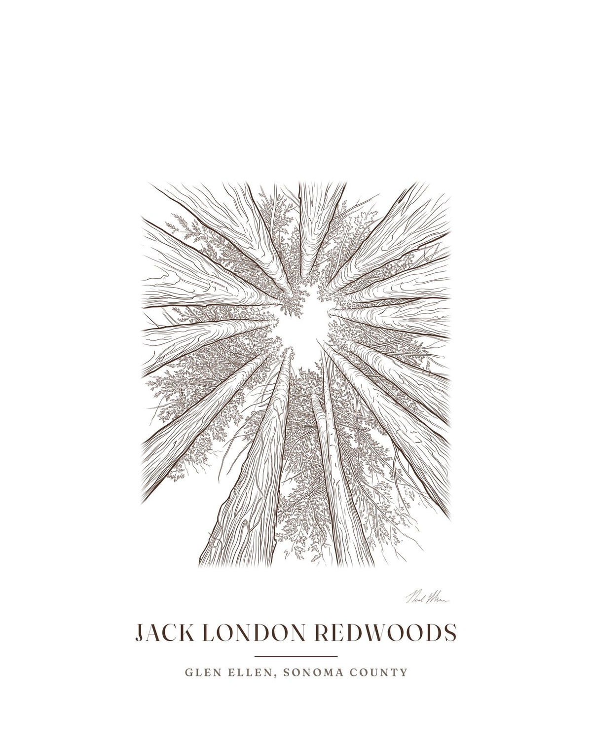 Line drawing print of a stand of redwoods in Jack London State Historic Park, Glen Ellen, in brown line with the place name below