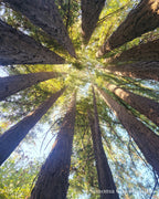 The photograph of Jack London Redwoods in Glen Ellen that the print was made from, taken on location