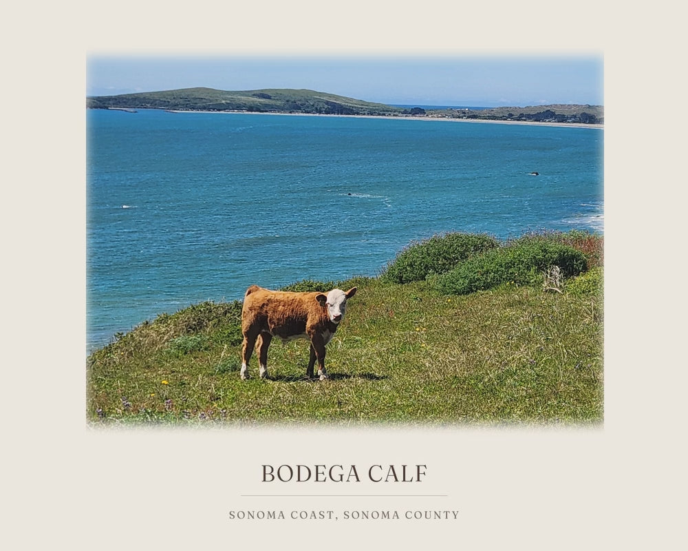 Bodega Bay, from the photograph taken on location to the ink line work to the watercolor print